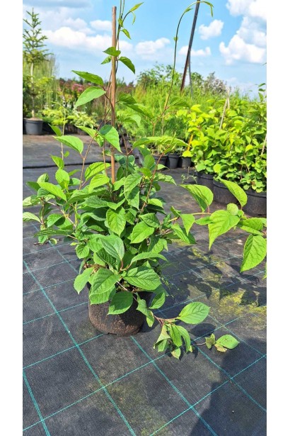 Лимонник китайский / Шизандра  - 3-5л/вис.30-40см/Ø20-25см